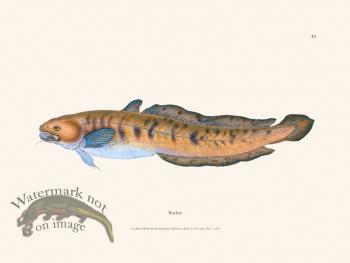 042 Burbot